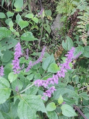 Salvia purpurea