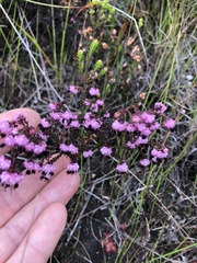 Erica spumosa
