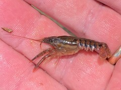 Procambarus versutus