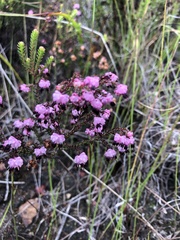 Erica spumosa