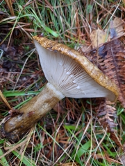 Lactarius turpis