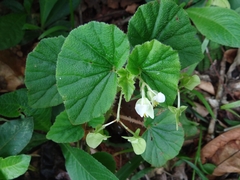 Begonia hirtella