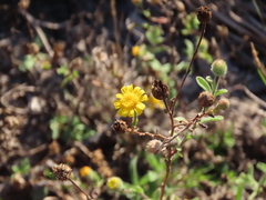 Pulicaria paludosa