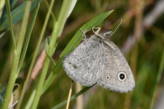 Cercyonis oetus alkalorum
