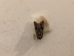 Ctenoplusia accentifera