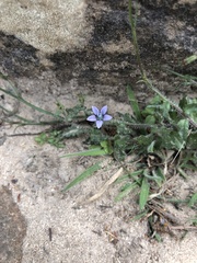 Wahlenbergia cernua