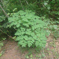 Corydalis scouleri