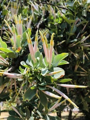 Agelanthus natalitius