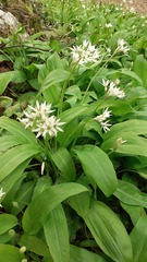 Allium ursinum