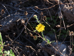 Pulicaria paludosa
