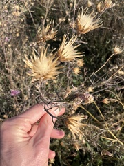 Centaurea stoebe