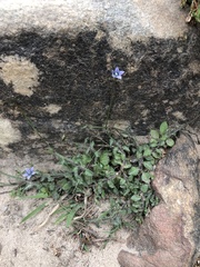 Wahlenbergia cernua