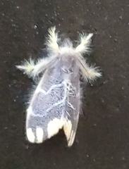 Orvasca subnotata