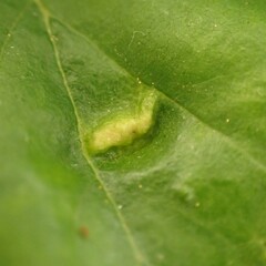 Acalitus brevitarsus