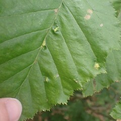 Acalitus brevitarsus