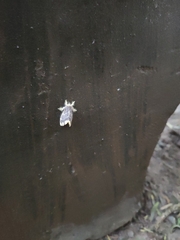 Orvasca subnotata