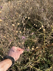 Centaurea stoebe