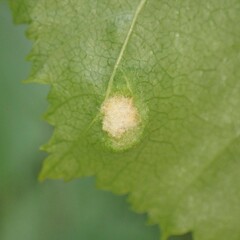 Acalitus brevitarsus