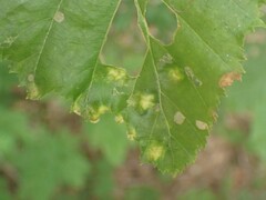 Acalitus brevitarsus