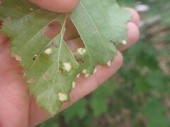 Acalitus brevitarsus