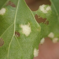 Acalitus brevitarsus