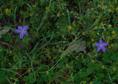 Triodanis perfoliata