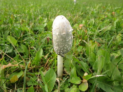 Coprinus comatus