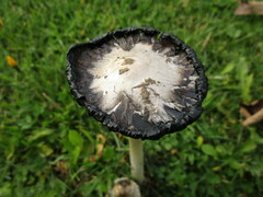 Coprinus comatus