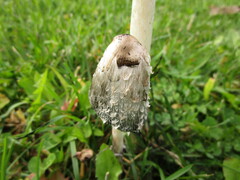 Coprinus comatus