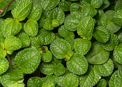 Pilea nummulariifolia