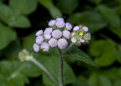 Ageratum