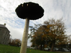 Coprinus comatus