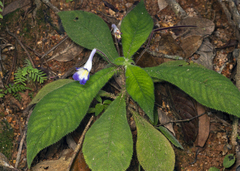 Codonoboea quinquevulnera