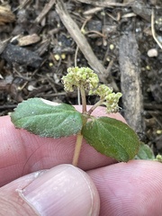 Euphorbia ophthalmica