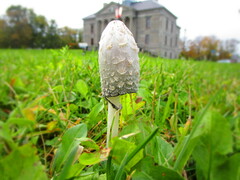 Coprinus comatus