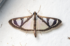 Glyphodes quadrimaculalis