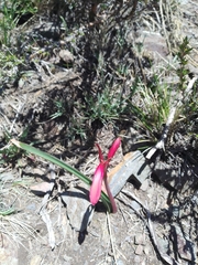Zephyranthes graciliflora