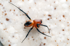 Nephilengys malabarensis