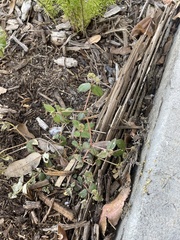 Euphorbia ophthalmica