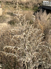 Artemisia absinthium