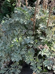 Artemisia absinthium