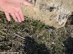 Muscari
