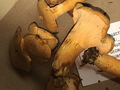 Cantharellus formosus
