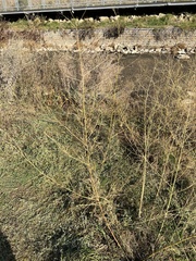 Artemisia absinthium
