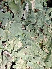 Punctelia subrudecta