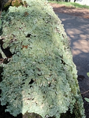 Punctelia subrudecta