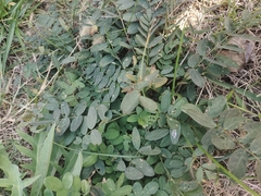 Gueldenstaedtia verna