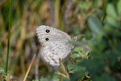 Cercyonis oetus alkalorum