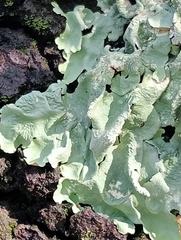 Punctelia subrudecta
