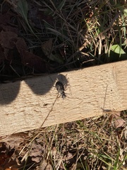 Cicindela duodecimguttata